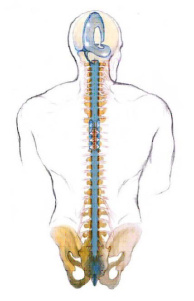 Terapie craniosacrala